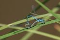 IMG_0015_Coenagrion_puella.htm